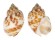BUCCINIDAE BABYLONIA VALENTIANA shell