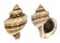 BUCCINIDAE NEPTUNEA CUMINGII shell