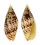 MITRIDAE MITRA CARDINALIS shell