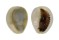 CYPRAEIDAE MONETARIA ANNULUS shell