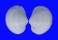 LUCINIDAE ANODONTIA EDENTULA shell