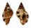 RANELLIDAE SEPTA AQUATILE shell