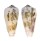 CONIDAE CONUS MAGUS shell