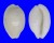 CYPRAEIDAE CRIBRARULA CRIBRARIA MELWARDI shell