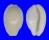 CYPRAEIDAE CRIBRARULA CRIBRARIA MELWARDI shell