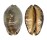 CYPRAEIDAE MAURITIA ARABICA GIBBA shell