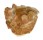 GRYPHAEIDAE PARAHYOTISSA cf. INERMIS shell