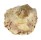 GRYPHAEIDAE PARAHYOTISSA cf. INERMIS shell