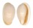 MARGINELLIDAE CLOSIA GIADAE shell