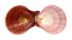 PECTINIDAE AMUSIUM OBLITERATUM shell