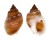 NASSARIIDAE NASSARIUS CORONATUS shell