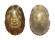 FISSURELLIDAE DIODORA RUPPELLII shell