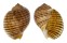 TONNIDAE TONNA CANALICULATA shell