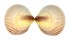 CARDIIDAE FULVIA FRAGILIS shell