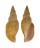 VOLUTIDAE FULGORARIA KANEKO KANEKO shell