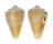 CONIDAE CONUS REGIUS CITRINUS shell