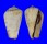 STROMBIDAE STROMBUS LUHUANUS shell