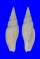 MITRIDAE CANCILLA cf. FIBULA shell