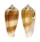 CONIDAE CONUS CONSORS shell