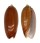 OLIVIDAE OLIVA CONCINNA KREMERORUM shell