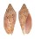 VOLUTIDAE CYMBIOLA PULCHRA HOUARTI shell