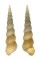 TURITELLIDAE ZARIA cf. DUPLICATA shell
