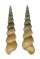 TURITELLIDAE ZARIA cf. DUPLICATA shell