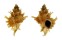 MURICIDAE MUREXIELLA PELEPILI shell