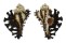 MURICIDAE MUREX SCORPIO shell