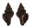 MURICIDAE CHICOREUS CAPUCINUS shell