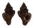 MURICIDAE CHICOREUS CAPUCINUS shell