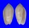 OLIVIDAE OLIVA PERUVIANA LIVIDA shell