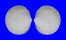 LUCINIDAE DIVARICELLA CHAVANI shell