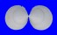 LUCINIDAE DIVARICELLA CHAVANI shell