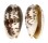 OLIVIDAE OLIVA BULBOSA FABAGINA shell