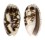 OLIVIDAE OLIVA BULBOSA FABAGINA shell