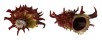 ANGARIIDAE ANGARIA POPPEI shell