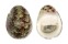 NERITIDAE NERITA POLITA shell