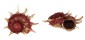 ANGARIIDAE ANGARIA SPHAERULA shell