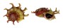 ANGARIIDAE ANGARIA SPHAERULA shell