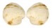 VENERIDAE DOSINIA JUVENILIS shell