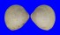 CARDIIDAE LAEVICARDIUM SUBSTRIATUM shell