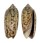 OLIVIDAE OLIVA FABA shell
