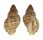 MURICIDAE AGNEWIA TRITONIFORMIS shell