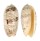 OLIVIDAE OLIVA SERICEA shell