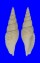 MITRIDAE CANCILLA cf. FIBULA shell