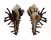 MURICIDAE HOMALOCANTHA VICDANI shell