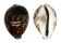 CYPRAEIDAE CYPRAEA TIGRIS IONTHODES shell
