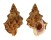 BURSIDAE BURSA LATITUDO FOSTERI shell