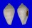CONIDAE CONUS cf. CLOVERI shell